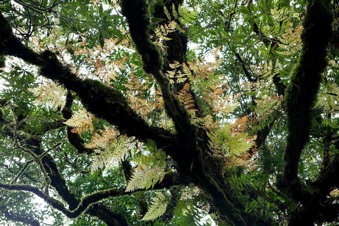 Baum im Regenwald im Morgennebel, alte Göttliche Bäume im Ma-Kou Naturpark, Mingchih, Taiwan, Asien