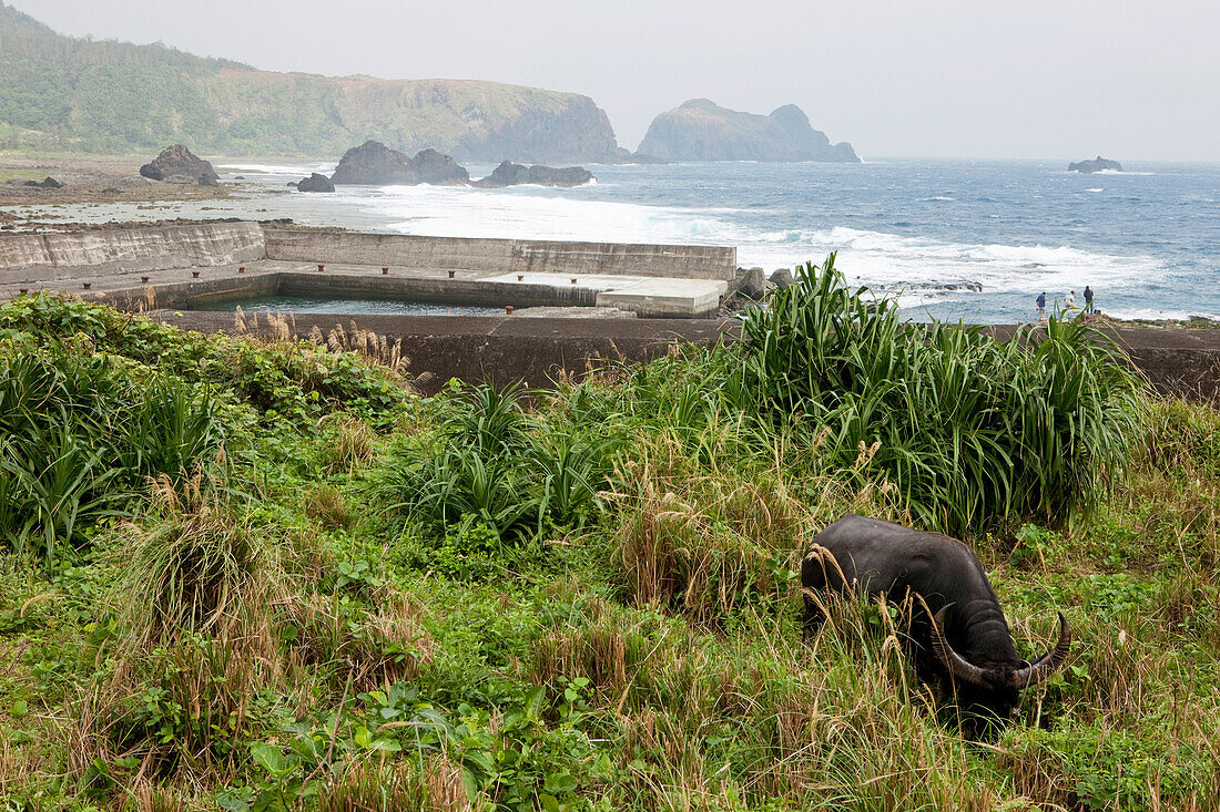 Wassebüffel grast an der Küste, Green Island, Taitung Region, Taiwan, Asien