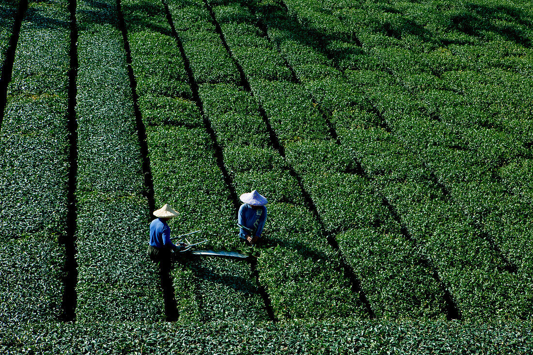 Teebauern arbeiten auf einer Teeplantage, Rueili, Alishan, Taiwan, Asien