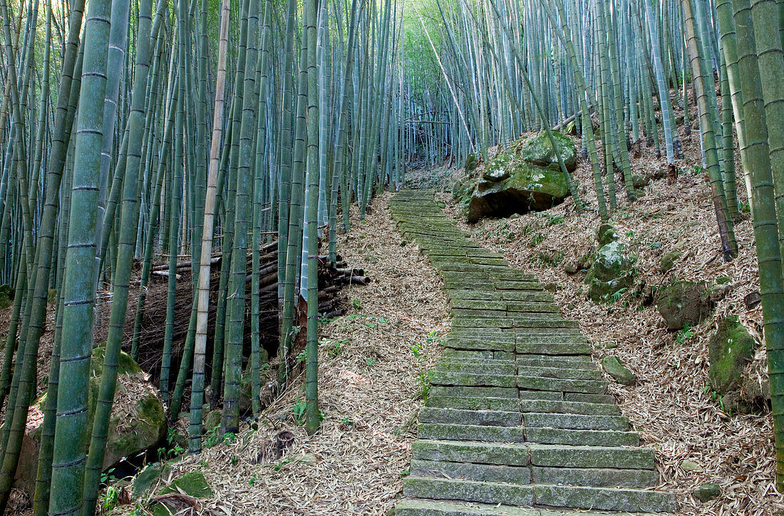 Steintreppe in einem Bambuswald, Rueili, Alishan, Taiwan, Asien