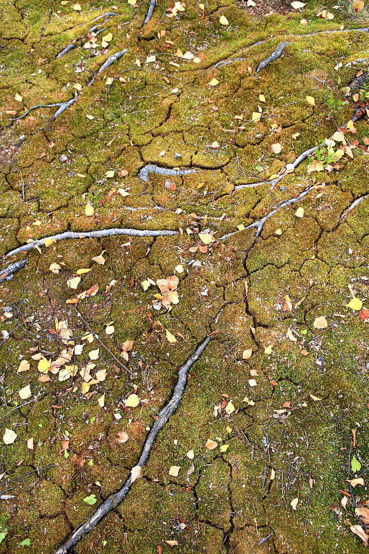 Wurzeln im Moos, Saimaa Seenplatte, Finnland, Europa