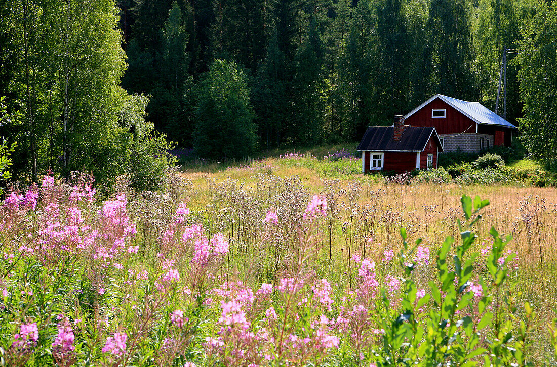 Old finish residential house and meadow flowers in the sunlight, Rantasalmi, Saimaa Lake District, Finland, Europe