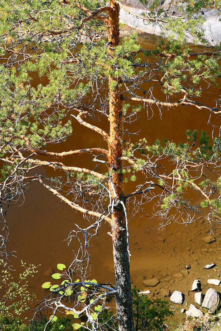 Baum am Ufer einer unbewohnten Insel im Sonnenlicht, Saimaa Seenplatte, Finnland, Europa