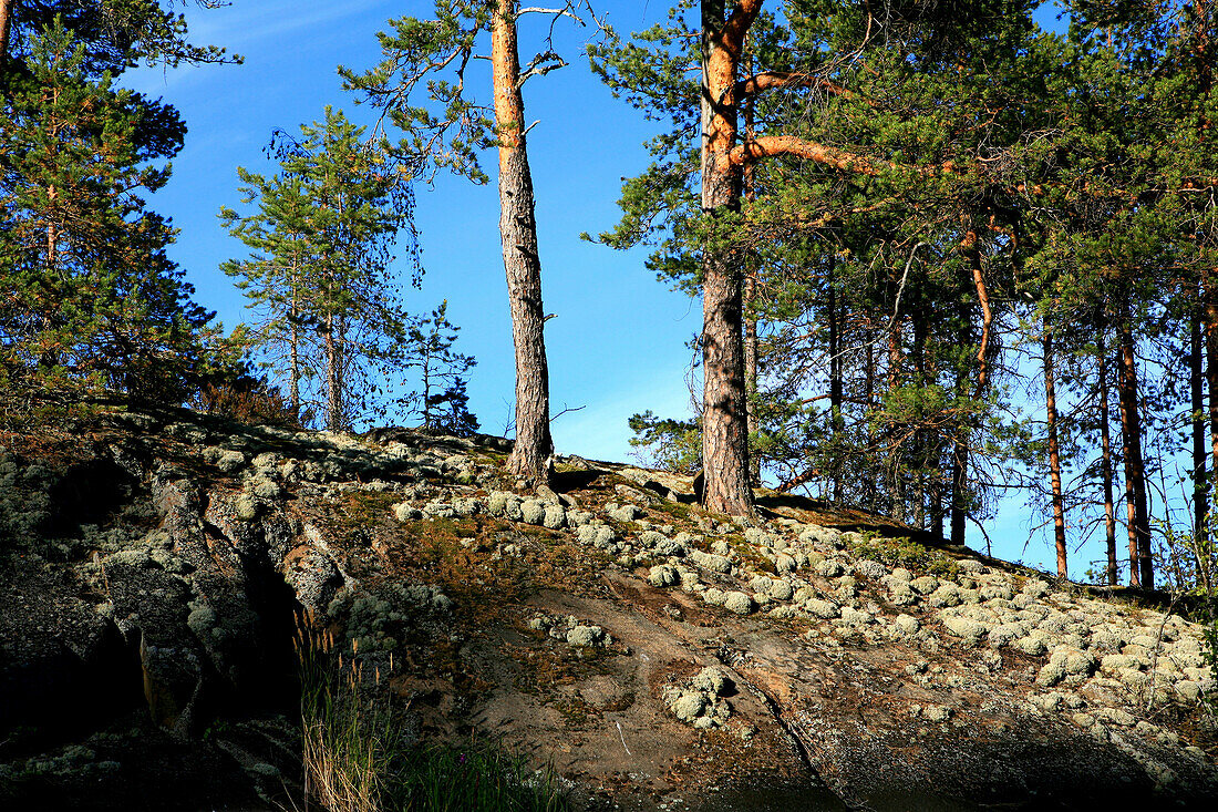 Bäume am Ufer einer unbewohnten Insel im Sonnenlicht, Saimaa Seenplatte, Finnland, Europa