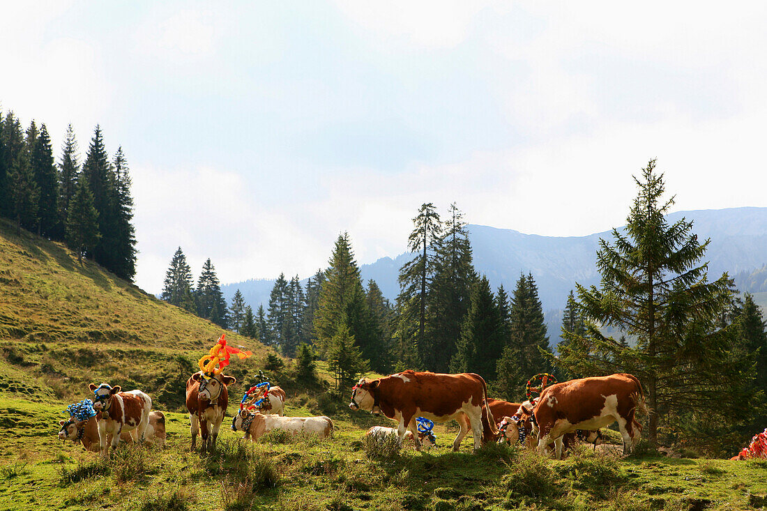 Kühe beim Almabtrieb von der Unteren Arzmoos, Arzmoos, Sudelfeld, Bayern, Deutschland