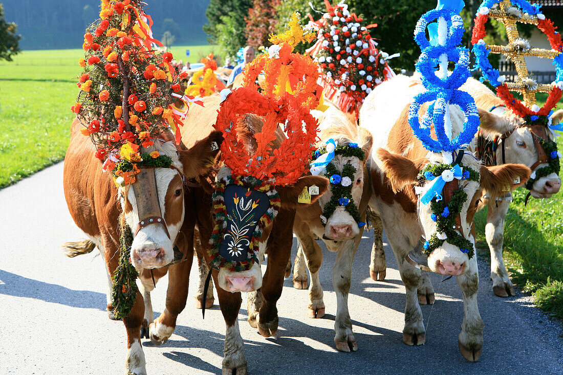 Geschmückte Kühe, Almabtrieb von der Unteren Arzmoos nach Brannenburg, Brannenburg, Landkreis Rosenheim, Bayern, Deutschland