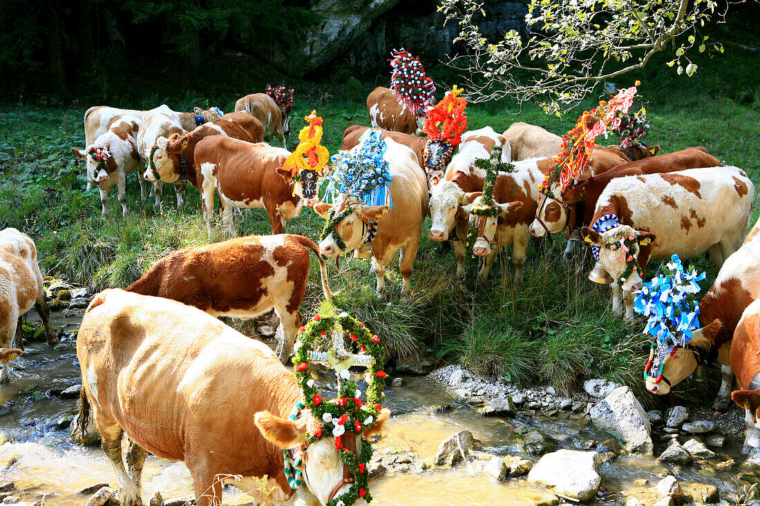 Kühe an einem Bach, Almabtrieb von der Unteren Arzmoos, Arzmoos, Sudelfeld, Bayern, Deutschland
