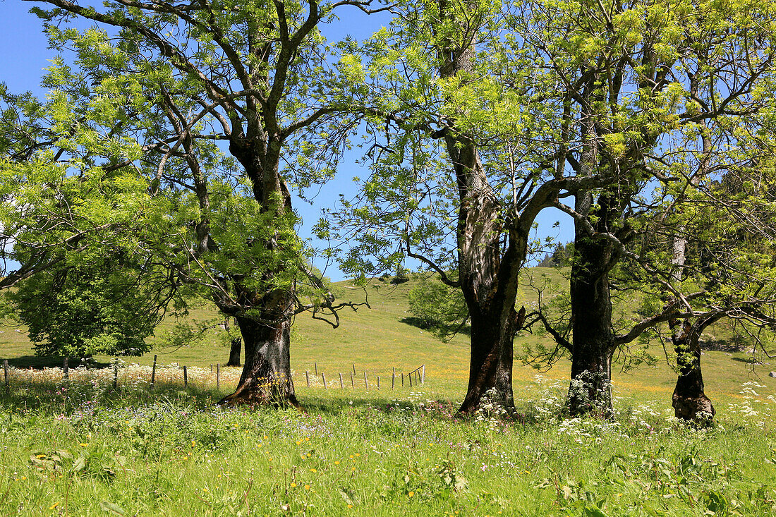 Pasture with old ash trees in the sunlight, Arzmoos, Sudelfeld, Bavaria, Germany