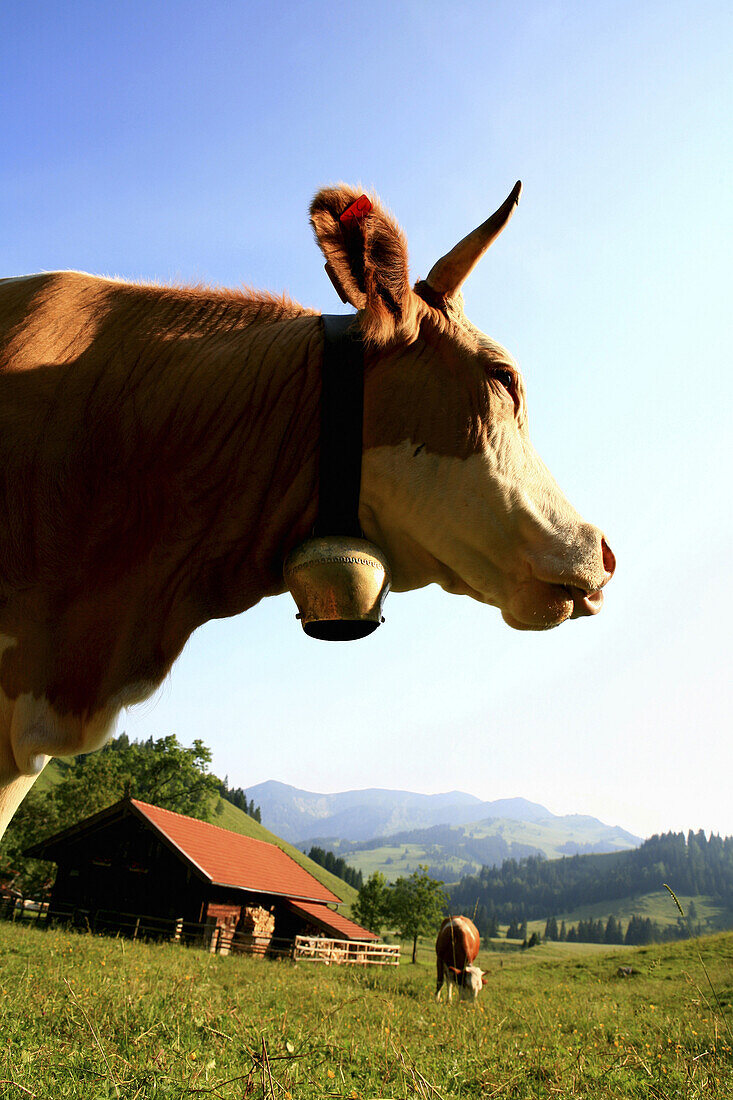 Cow with bell in front of landscape with alpine hut, Arzmoos, Sudelfeld, Bavaria, Germany