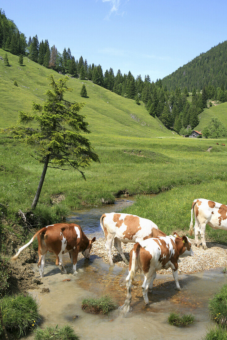 Junge Kühe überqueren den Arzbach, Arzmoos, Sudelfeld, Bayern, Deutschland