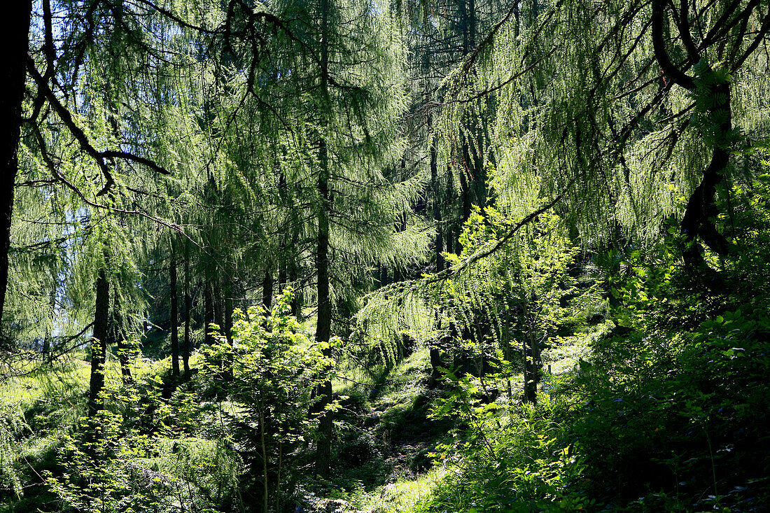 Lärchenwald im Sonnenlicht, Sudelfeld, Bayern, Deutschland