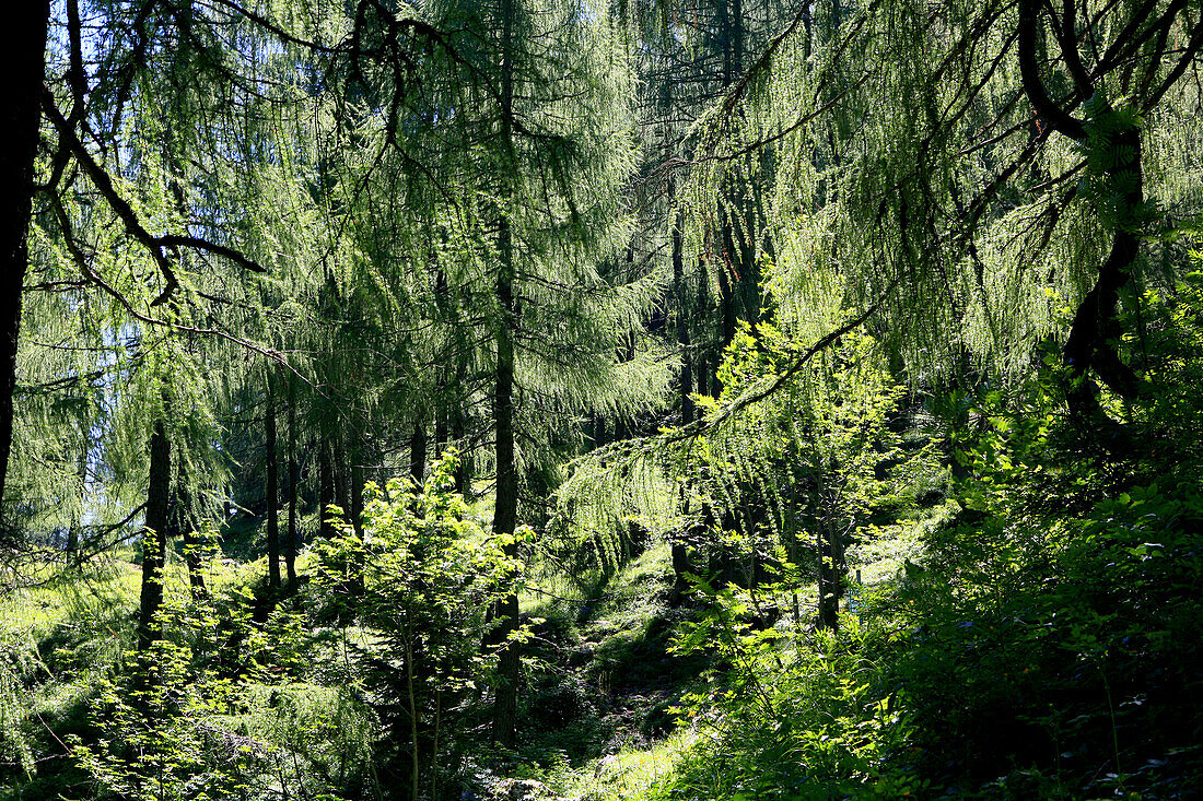 Larch forest in the sunlight, Sudelfeld, Bavaria, Germany