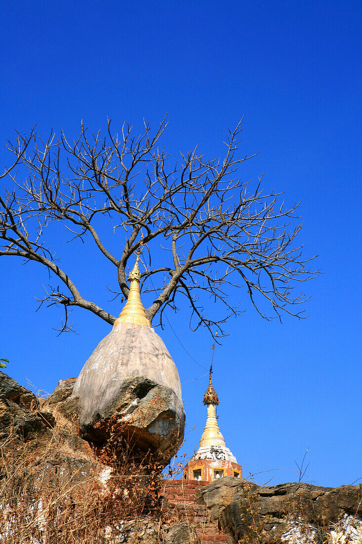 Stupas and bare tree under blue sky, Khaung Daing, Shan State, Myanmar, Burma, Asia