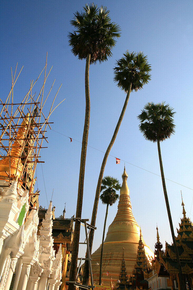 Blick auf Palmen und die Stupa der Shwedagon Pagode, Rangoon, Myanmar, Birma, Asien