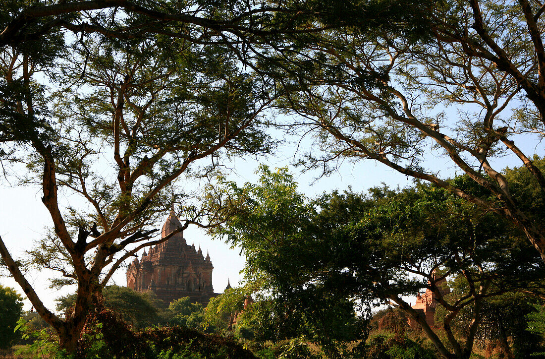 Blick durch Bäume auf den Manuha Tempel, Bagan, Myanmar, Birma, Asien