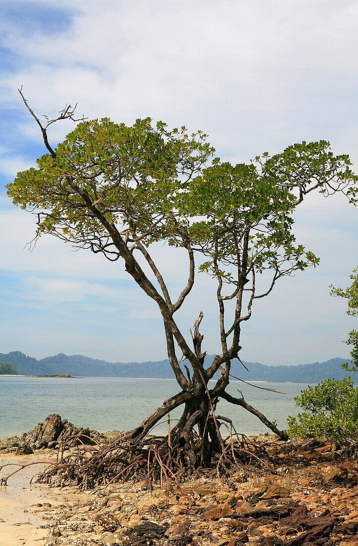Mangrove auf einer unbewohnten Insel unter Wolkenhimmel, Mergui Archipel, Andamanensee, Myanmar, Birma, Asien