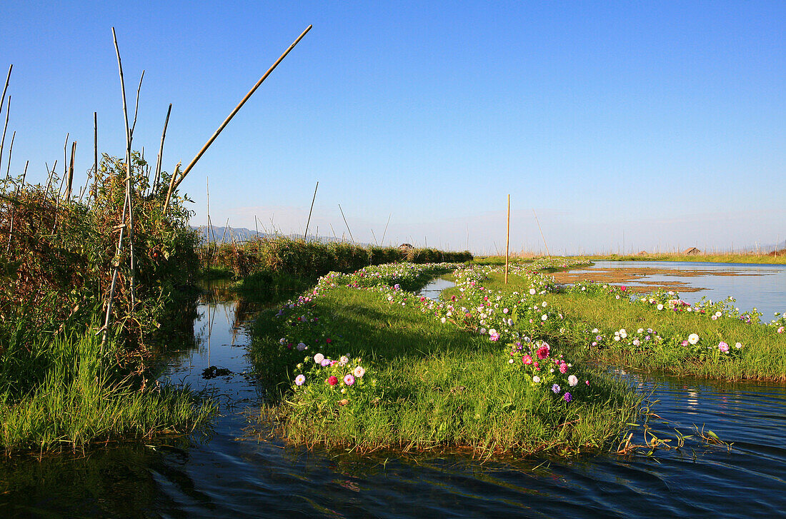 Floating gardens of the Intha people under blue sky, Inle Lake, Shan State, Myanmar, Burma, Asia