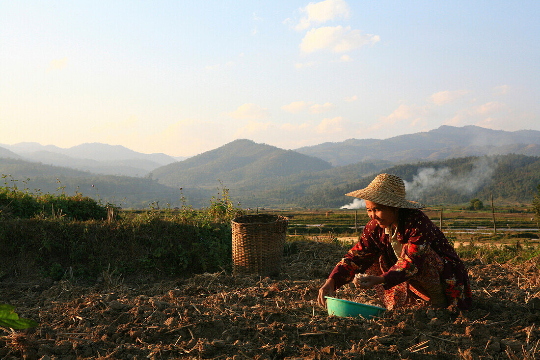 Shan Frau arbeitet am Abend auf dem Feld, Hispaw, Shan Staat, Myanmar, Birma, Asien