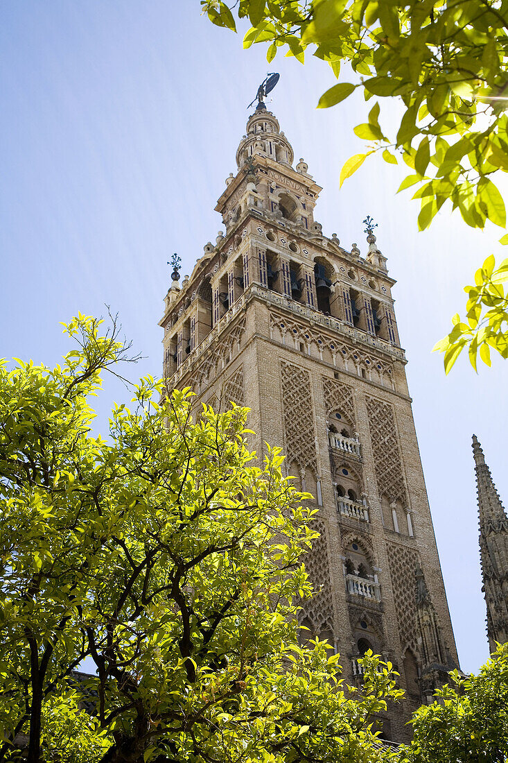 Giralda tower seen from Patio de los Naranjos, Sevilla. Andalucia, Spain.