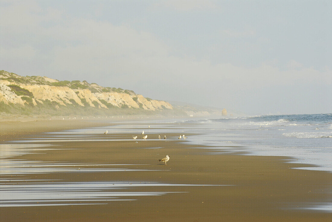 Matalascañas beach, Doñana National Park. Huelva province, Andalucia, Spain