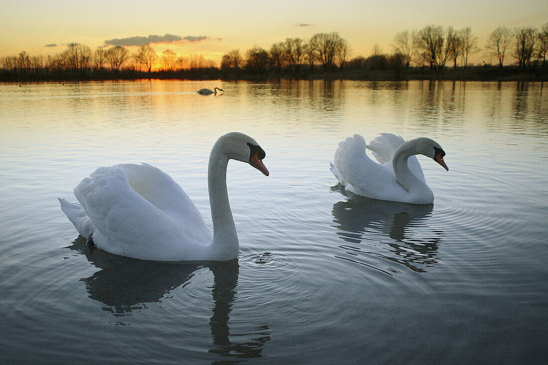 Mute Swan, Cygnus olor, Adult, Germany