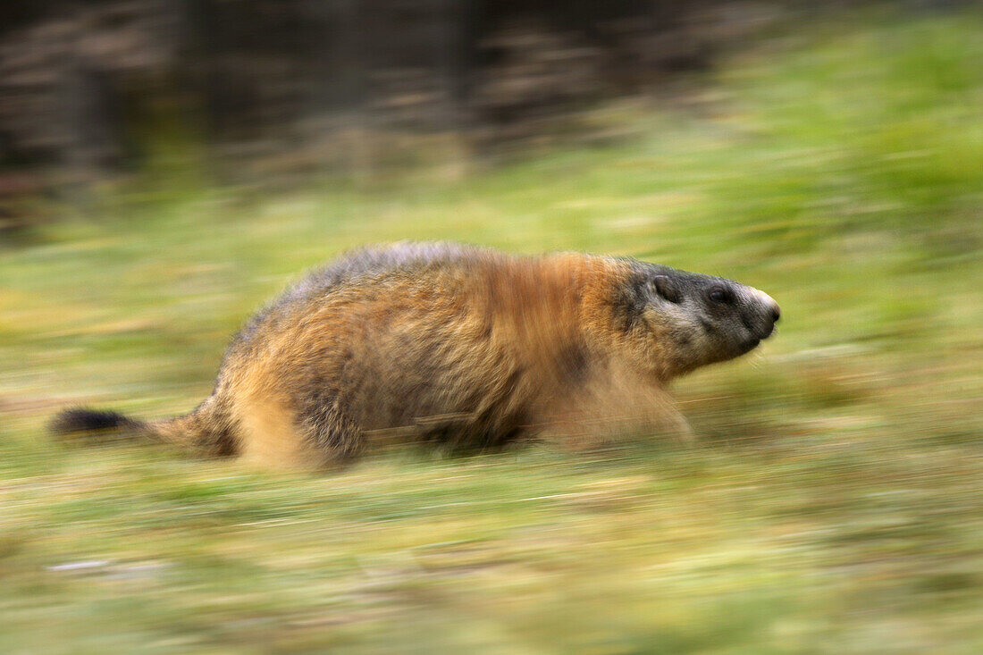 Alpine Marmot Marmota marmota