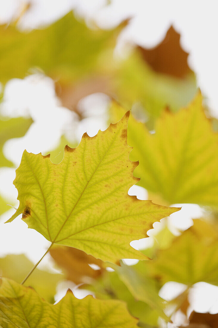 Autumn leaves