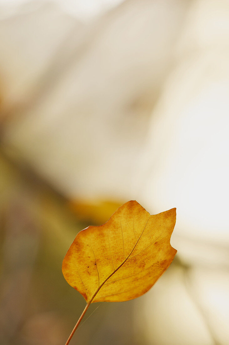 Autumn leaves