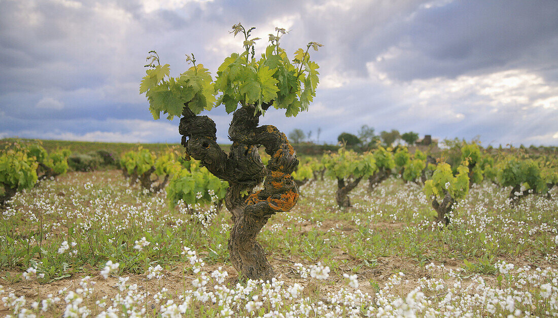 vineyard in Rioja region, Spain