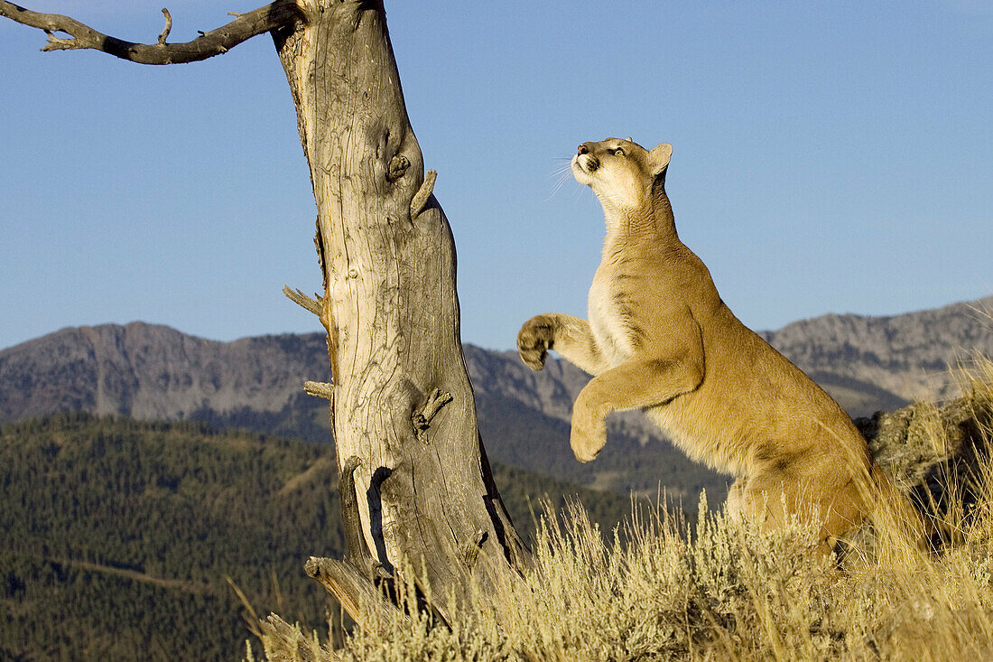 Cougar prepares to jump into a tree