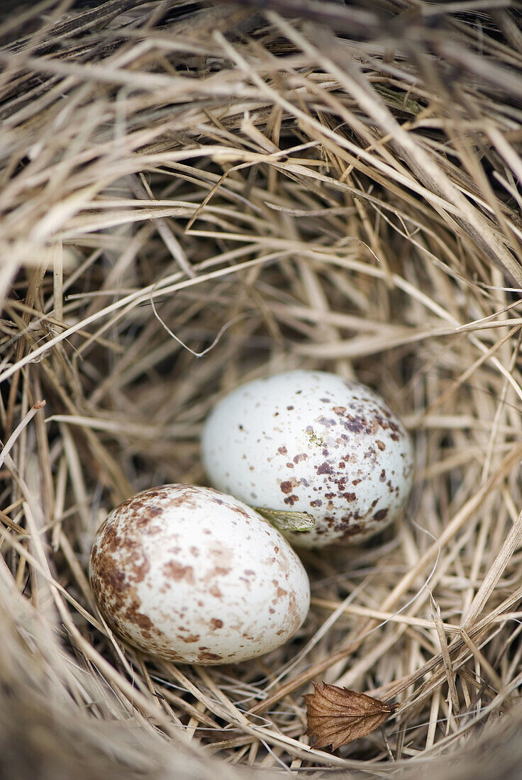 House Sparrow (Passer domesticus) nest with eggs