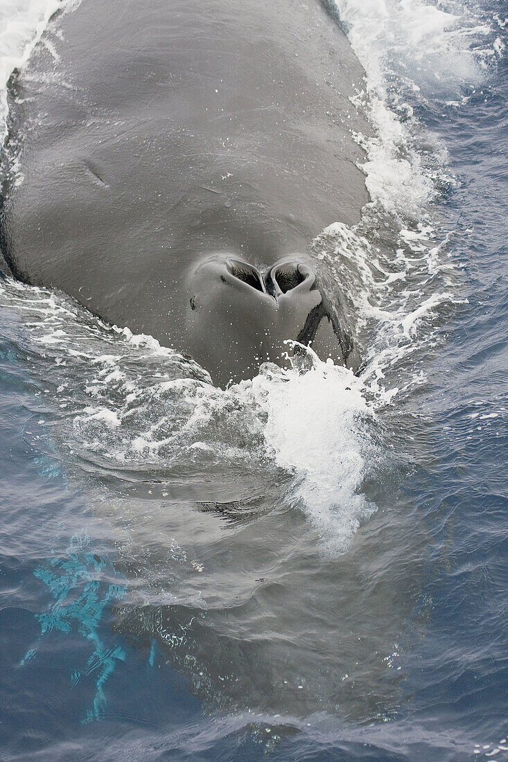 Mother and curious calf humpback whales (Megaptera novaeangliae)