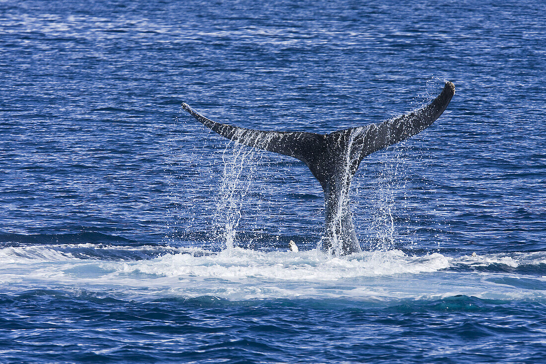 Adult humpback whale (Megaptera novaeangliae)