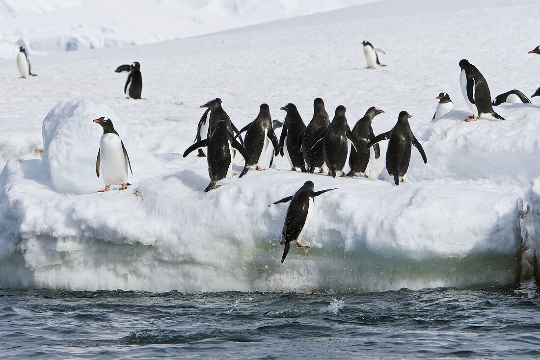 Adult gentoo penguins (Pygoscelis papua)