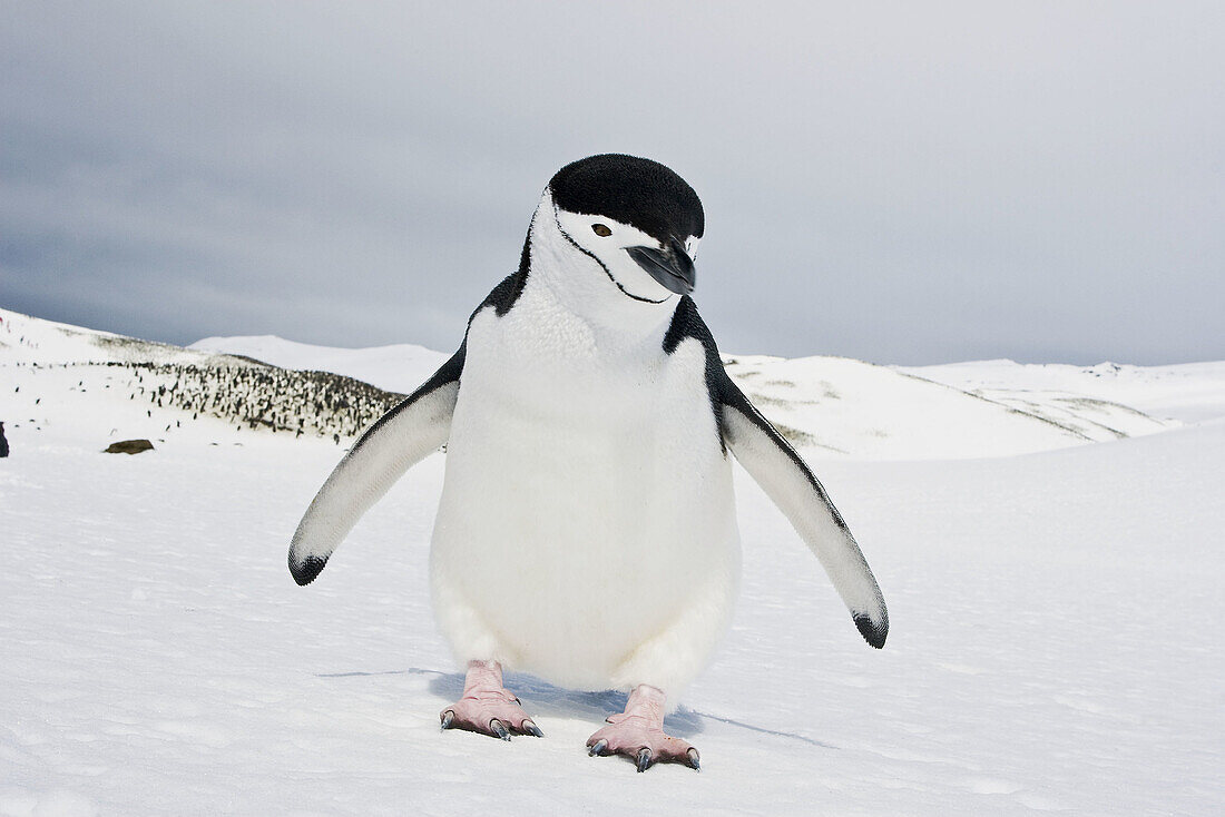 Chinstrap penguin (Pygoscelis antarctica)