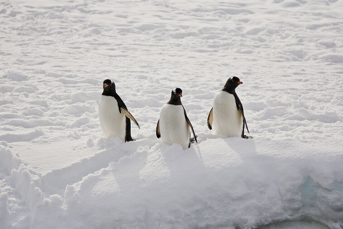 Adult gentoo penguins (Pygoscelis papua)