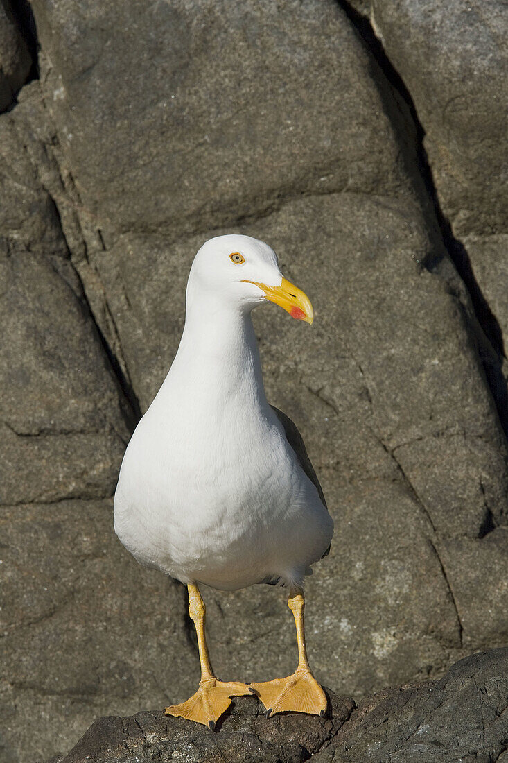 Yellow-footed Gull Larus livens in the Gulf of California Sea of Cortez, Mexico  This species is enedemic to the Gulf of California