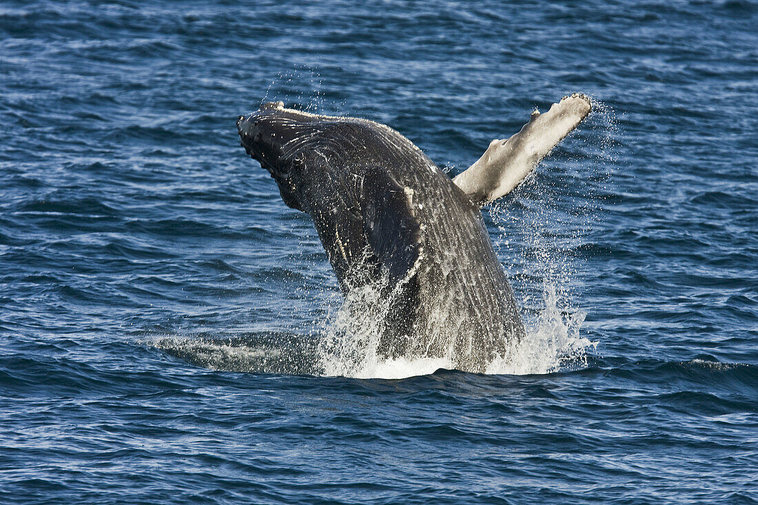 Humpback whale (Megaptera novaeangliae) calf