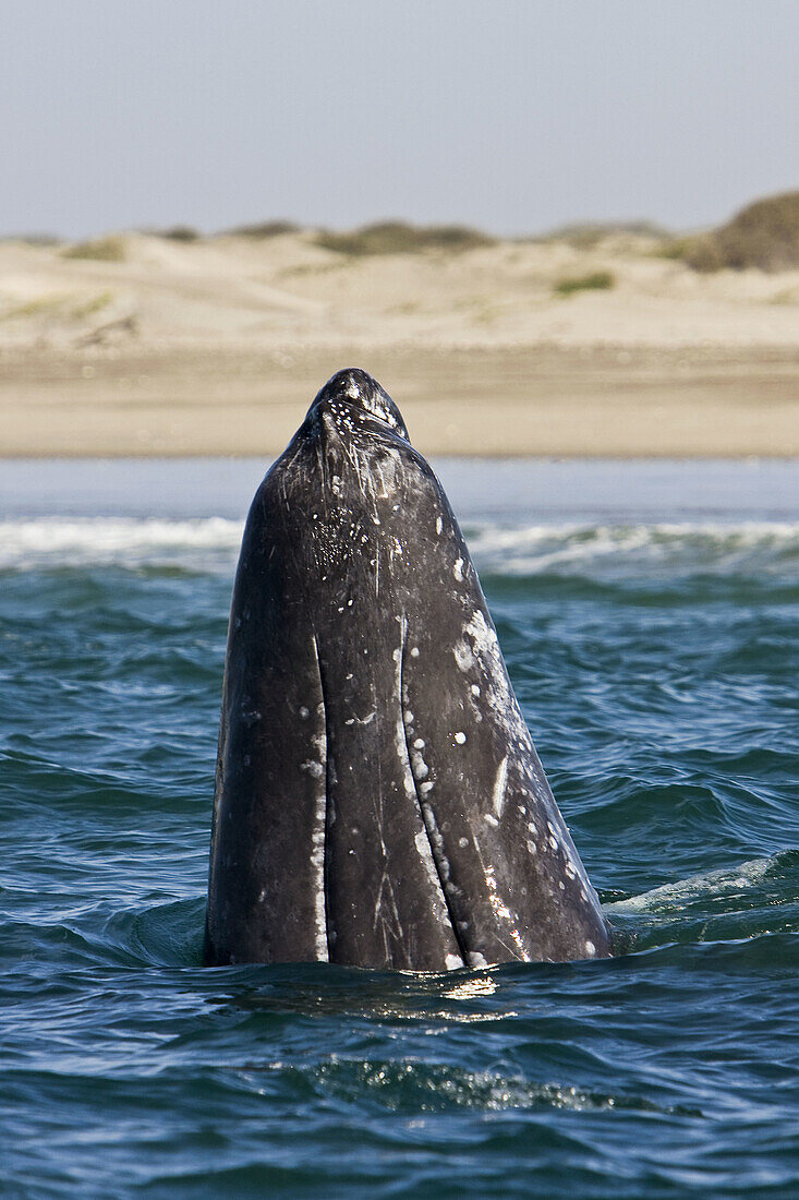 California Gray Whale calf (Eschrichtius robustus)