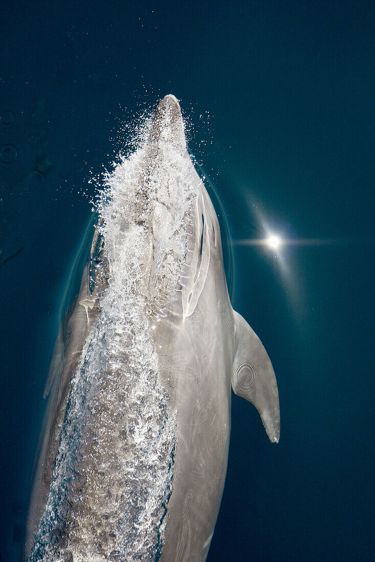 Offshore type bottlenose dolphin Tursiops truncatus bow-riding the hull of the National Geographic Sea Bird in the midriff region of the Gulf of California Sea of Cortez, Baja California Norte, Mexico