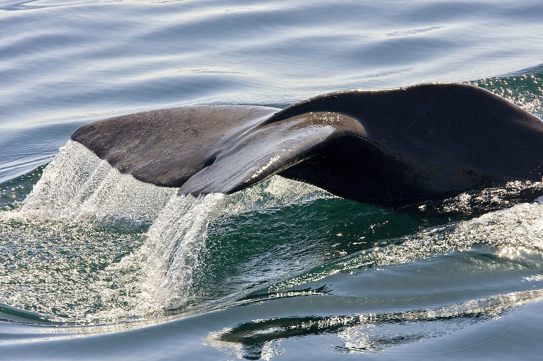 Sub-adult sperm whale Physeter macrocephalus surfacing fluke-up dive in the midriff Island area of the Gulf of California Sea of Cortez, Sonora, Mexico