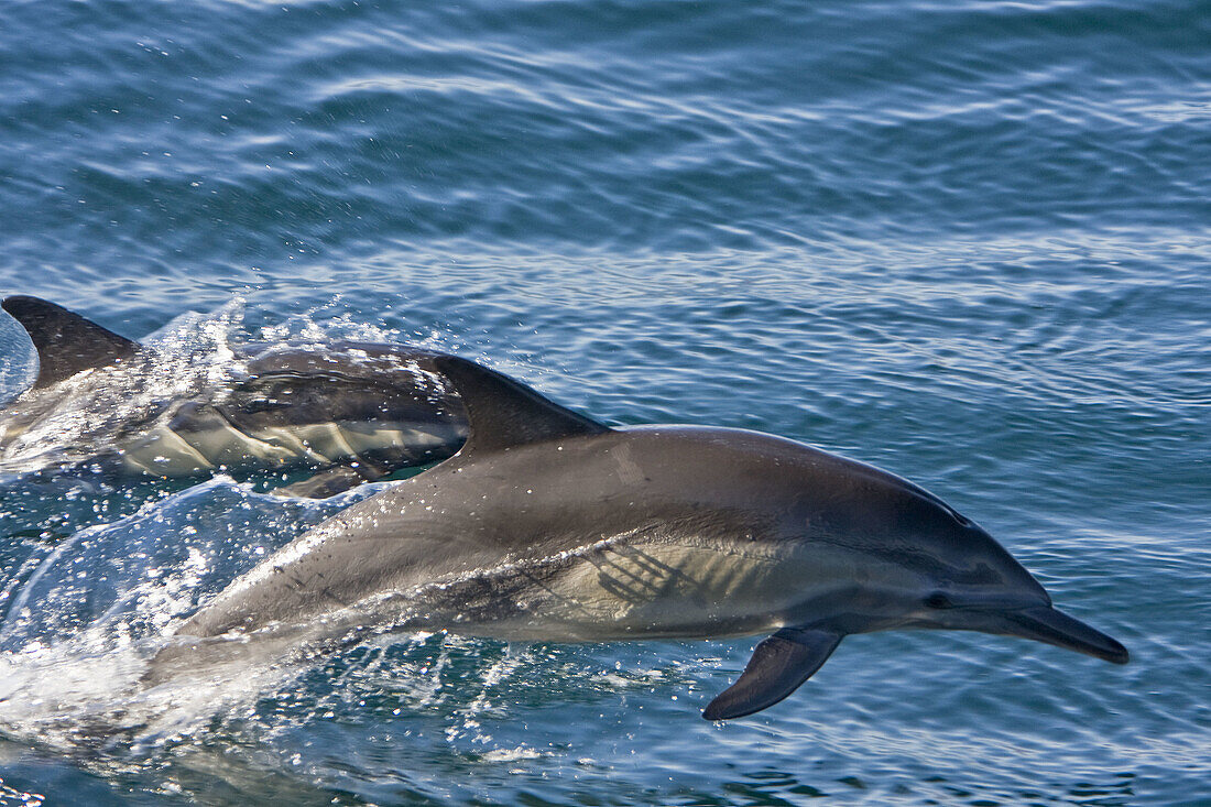 Long-beaked Common Dolphin pod Delphinus capensis encountered off Isla Espiritu Santo in the southern Gulf of California Sea of Cortez, Baja California Sur, Mexico
