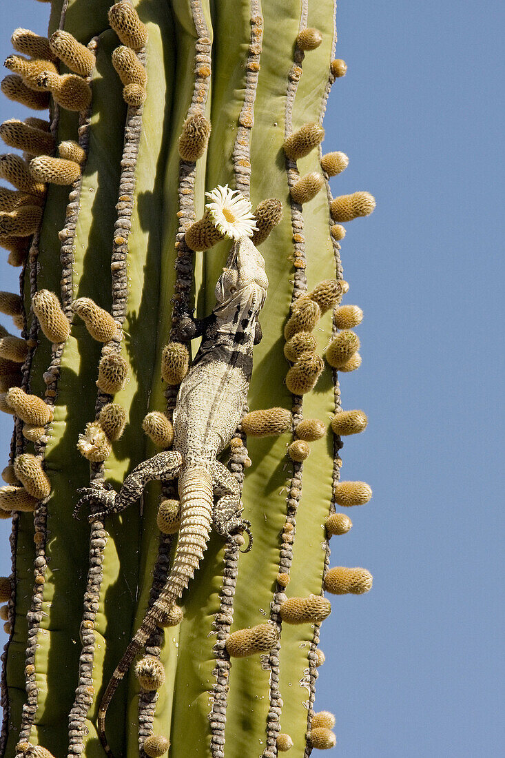 San Esteban spiny-tailed iguana (Ctenosaura conspicuosa)