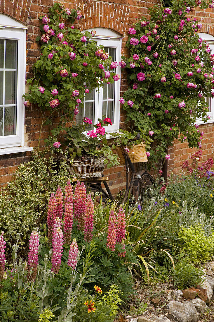 Cottage Garden with Bicycle Norfolk June