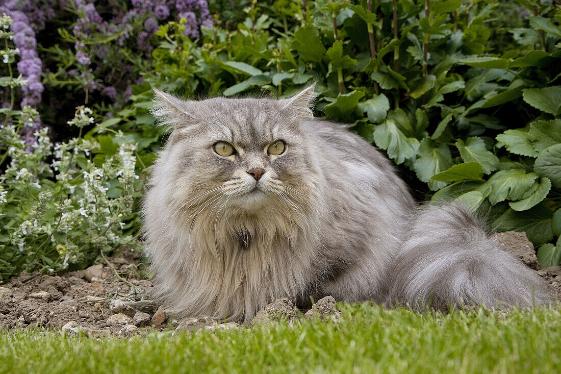 Persian Cat Portrait