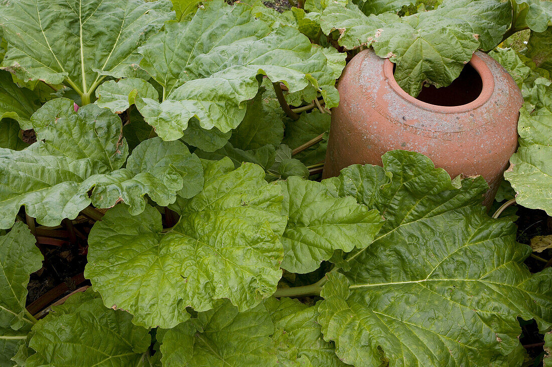 Rhubarb and Edwardian forcing pot Norfolk June