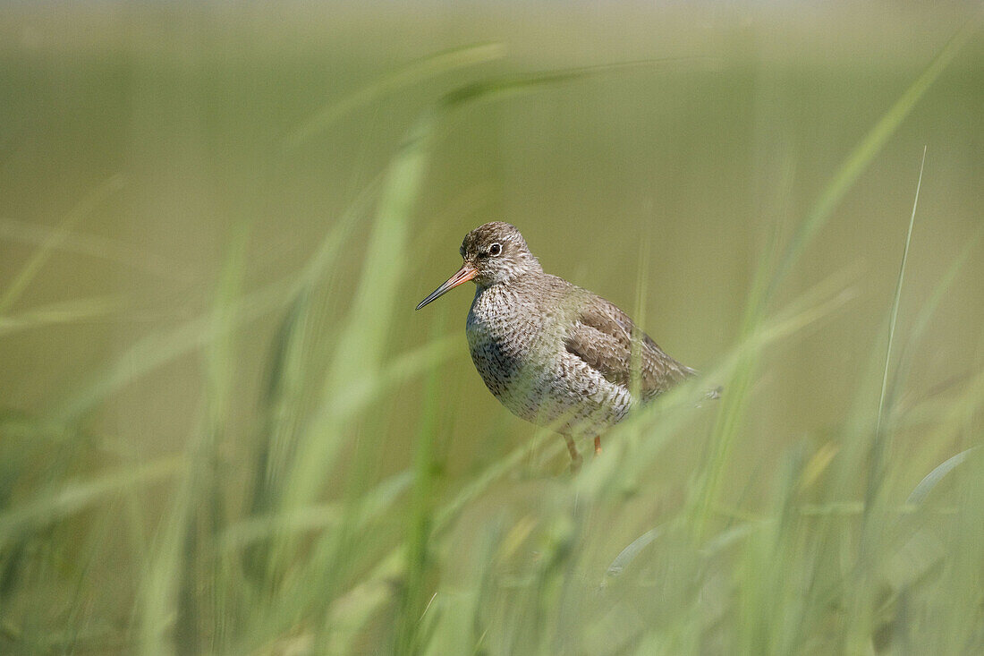 Redshank (Tringa totanus)