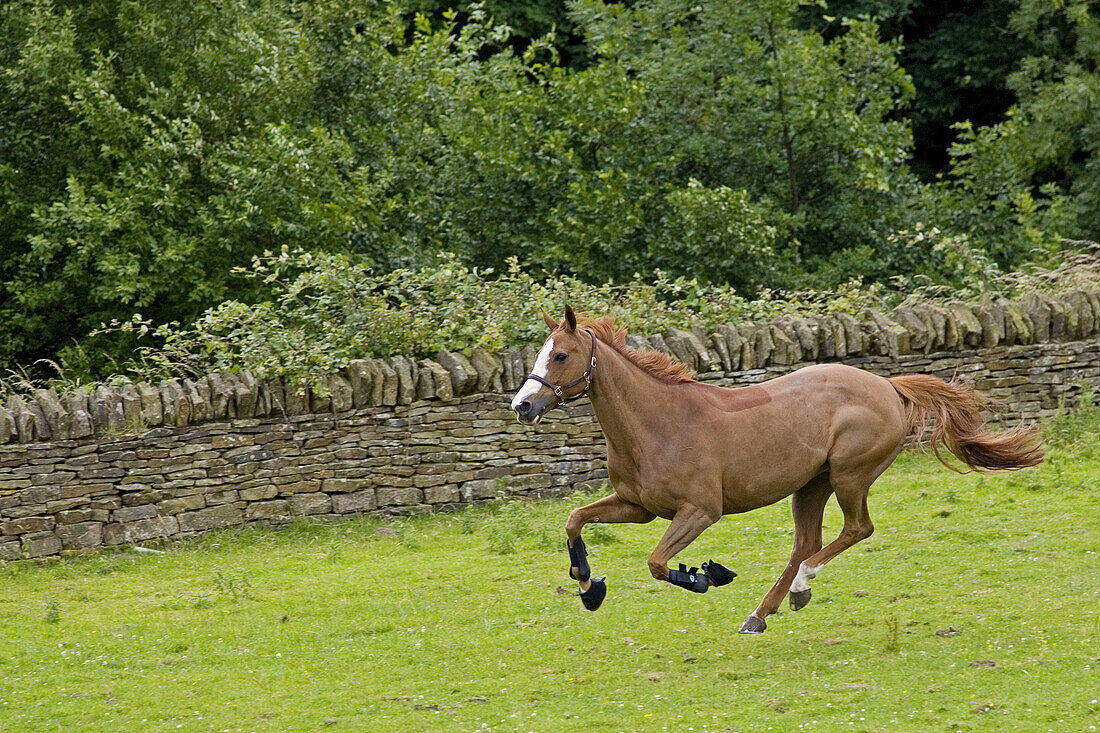 Chestnut Mare Running