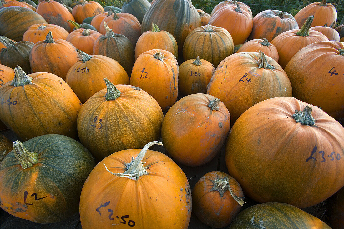 Pumpkins for sale Norfolk October