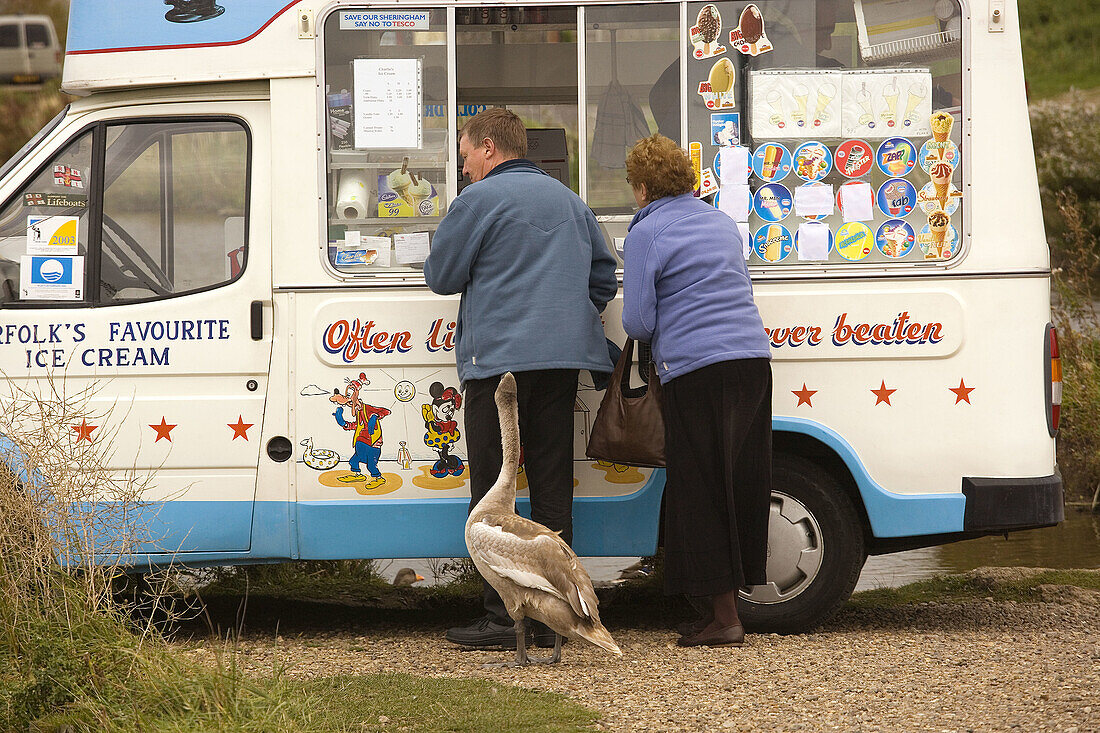 Immature Mute Swan accustomed to Ice Cream Handouts Norfolk UK